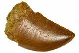 Serrated, Baby Carcharodontosaurus Tooth - Morocco #361030-1